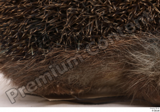 Hedgehog - Erinaceus europaeus  3 body whole body 0004.jpg